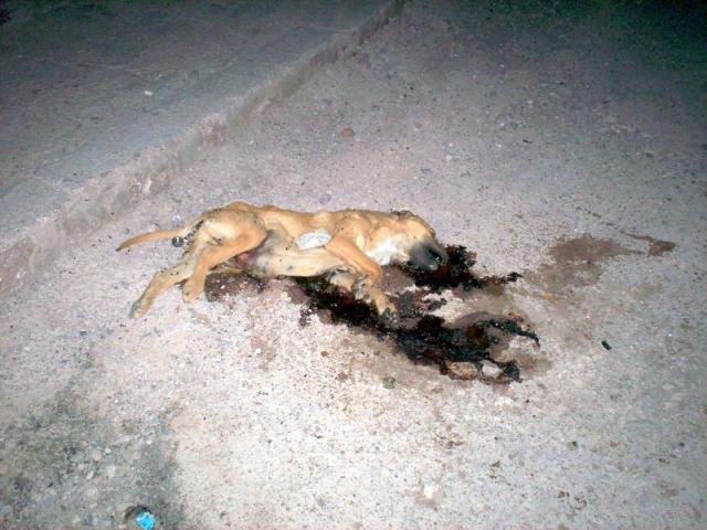 GENTE POR LOS ANIMALES gente por los animales: