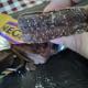 nestle - hongos en producto nestle - hongos en producto
