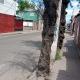 municipalidad de pudahuel - 2 arboles secos, peligro para las personas y particulares que transitan por la calle